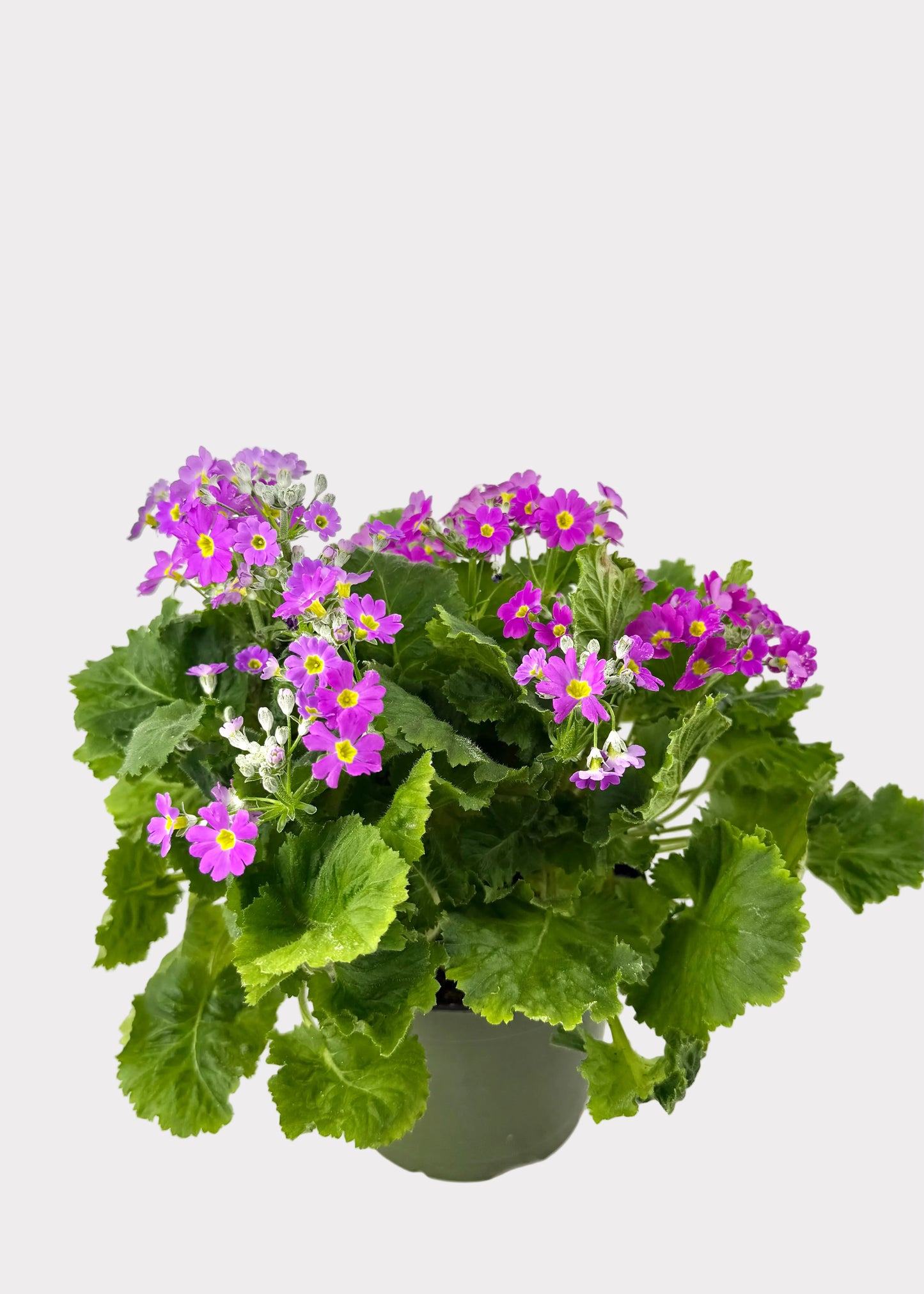 Primula - Primrose