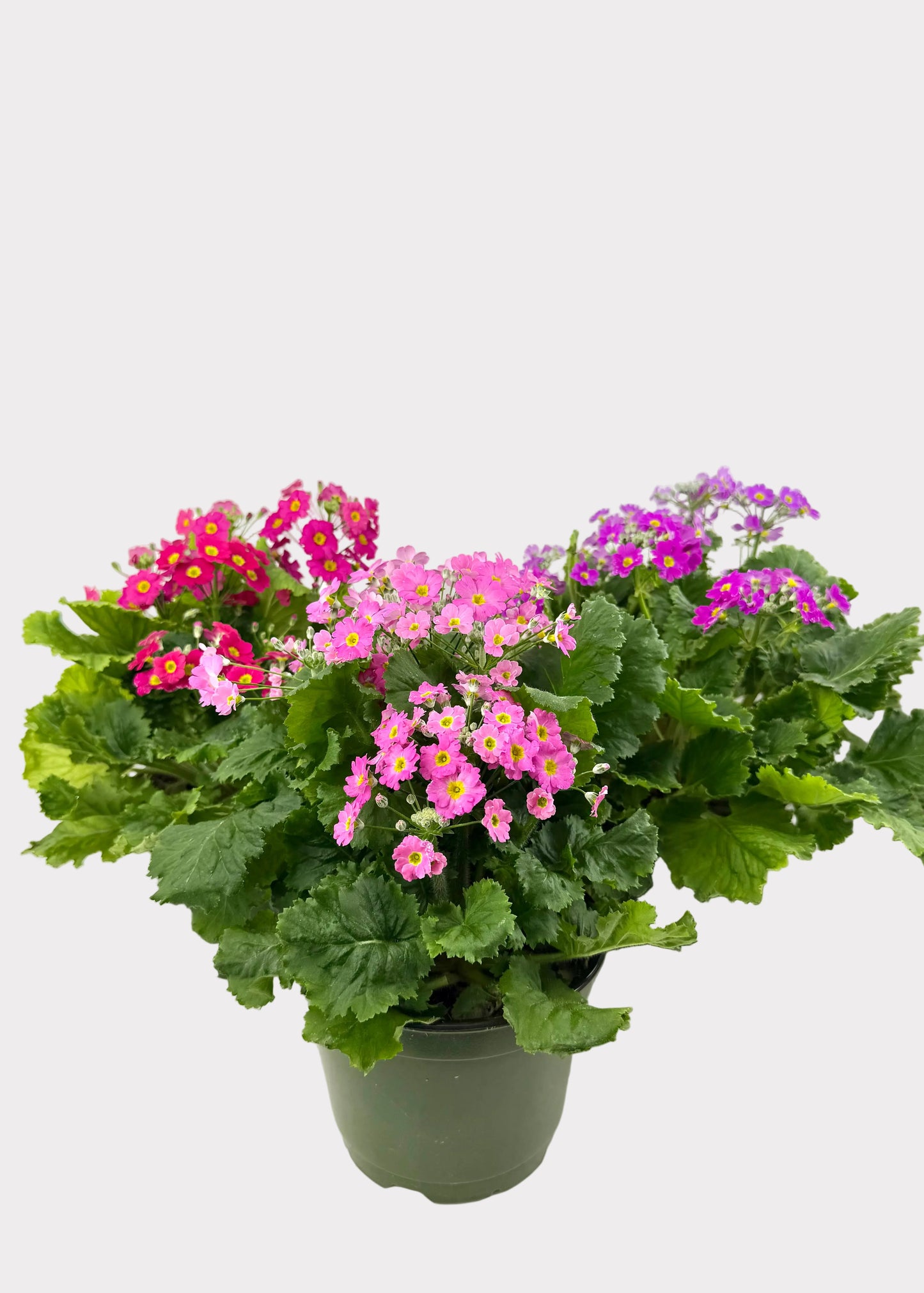 Primula - Primrose