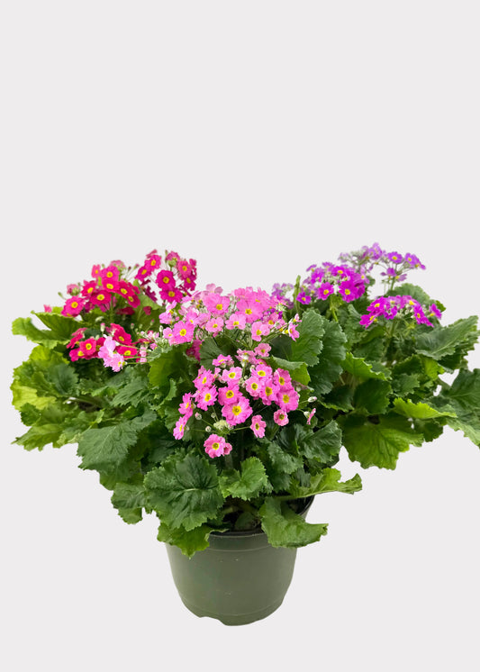 Primula - Primrose