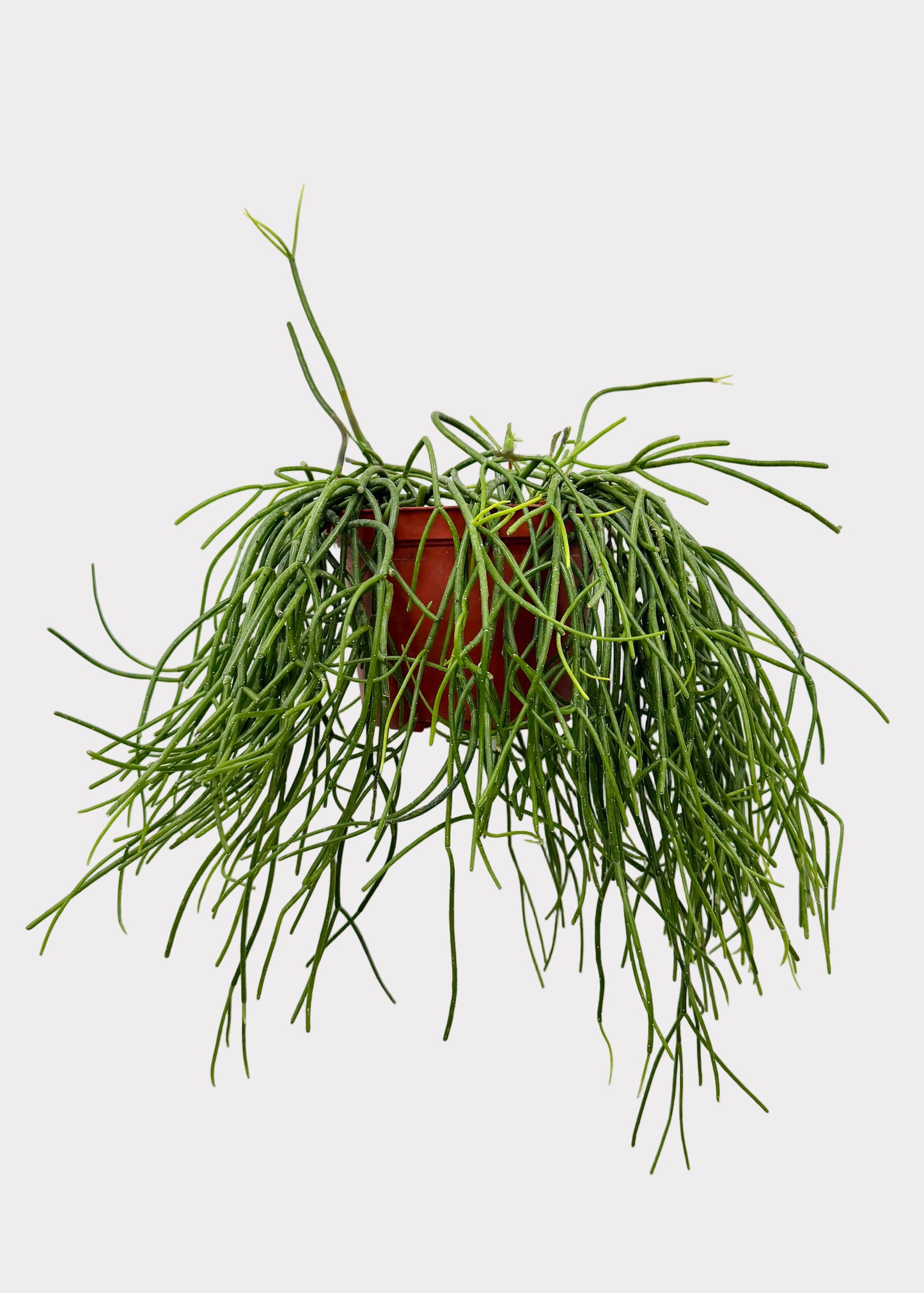 Rhipsalis – Floccosa