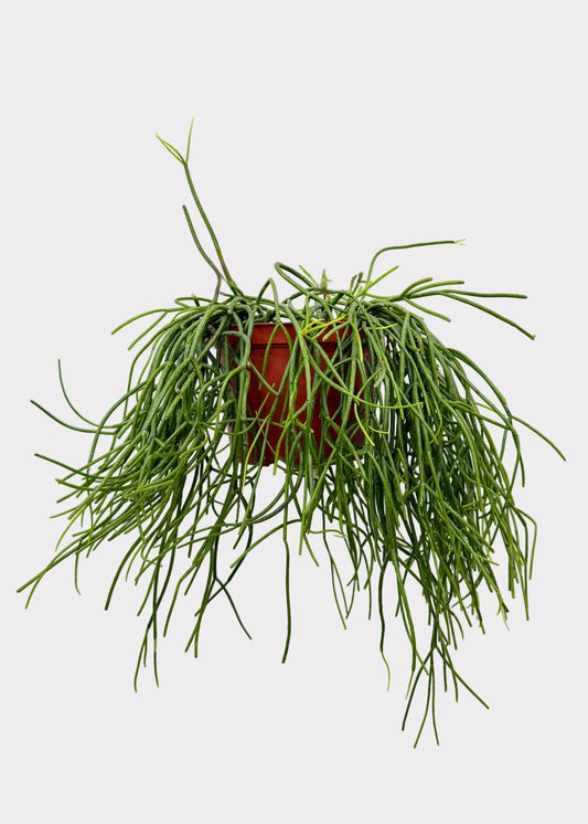 Rhipsalis – Floccosa