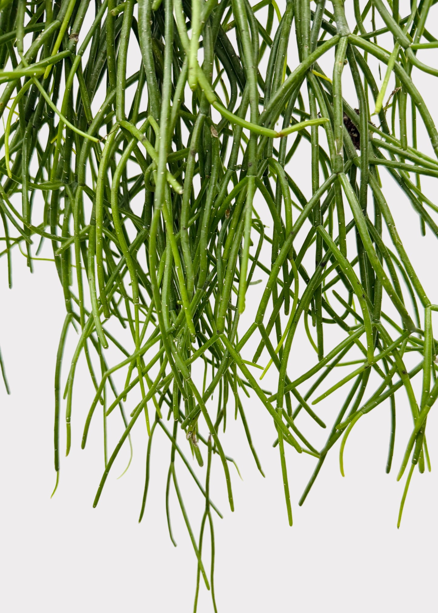 Rhipsalis – Floccosa