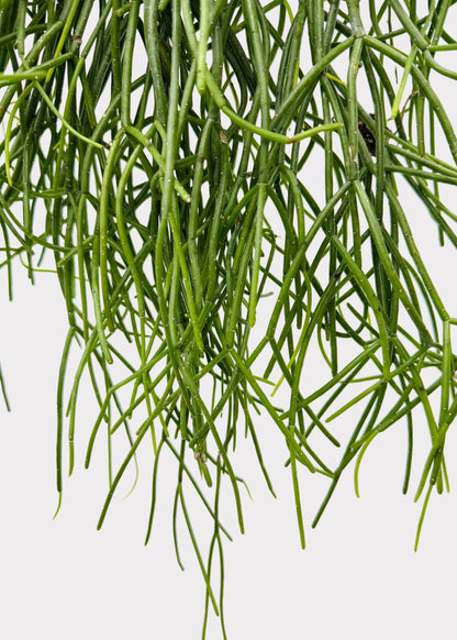 Rhipsalis – Floccosa