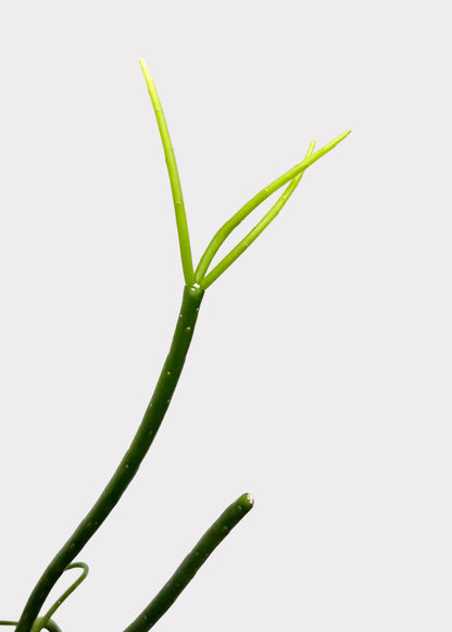 Rhipsalis – Floccosa