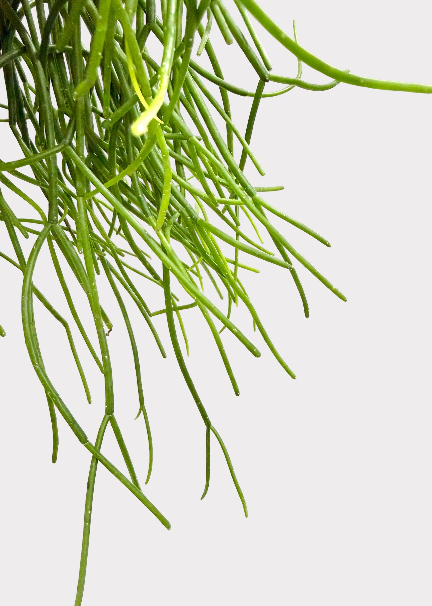 Rhipsalis – Floccosa
