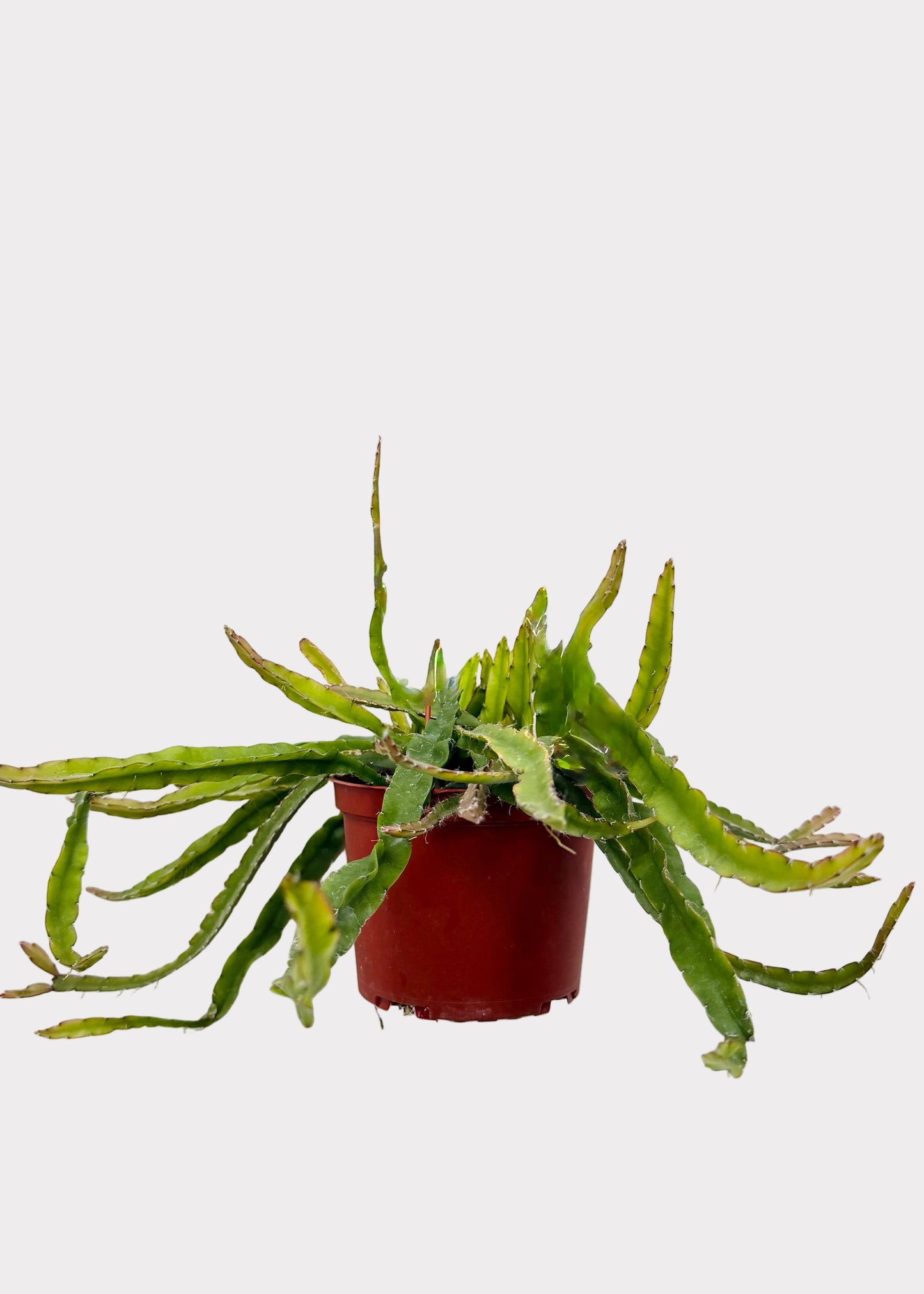 Rhipsalis – Hurricane