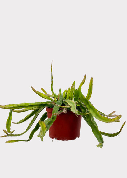 Rhipsalis – Hurricane