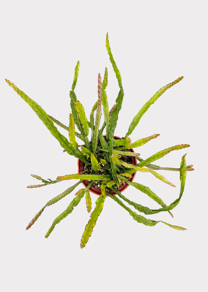 Rhipsalis – Hurricane