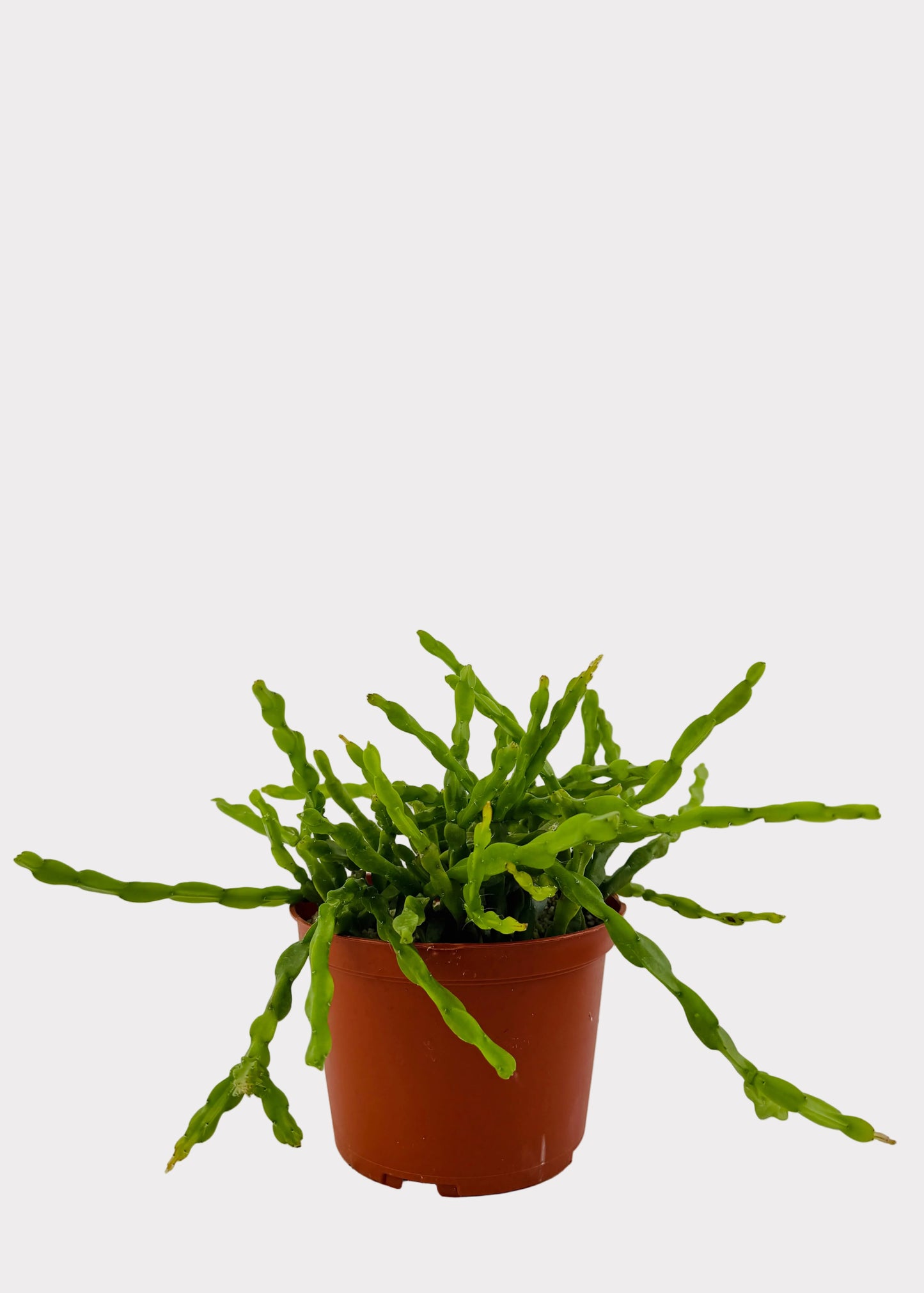 Rhipsalis - Paradoxa