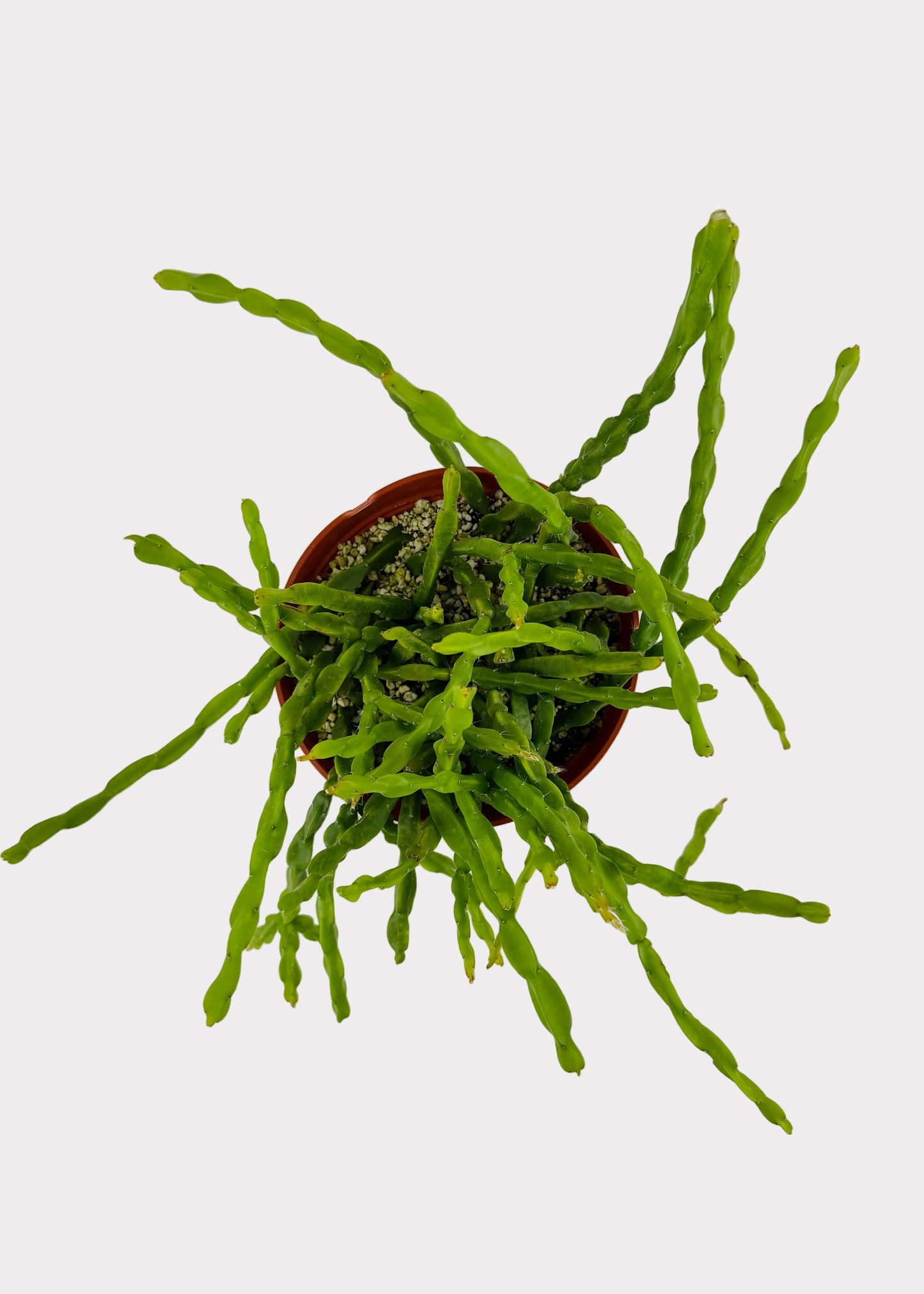 Rhipsalis - Paradoxa
