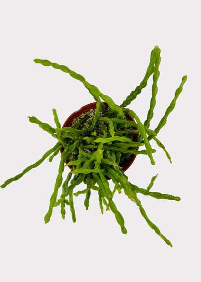 Rhipsalis - Paradoxa
