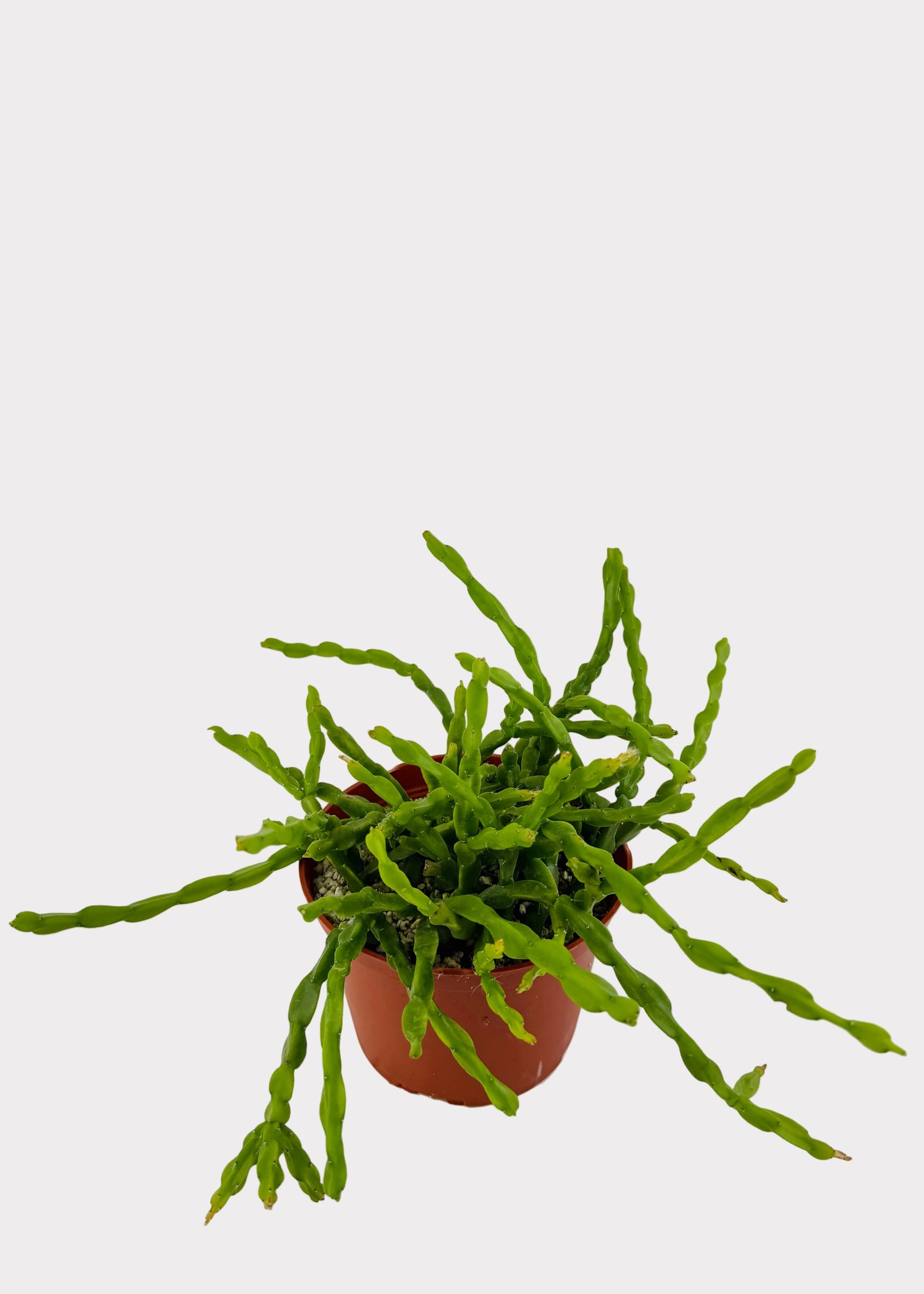 Rhipsalis - Paradoxa