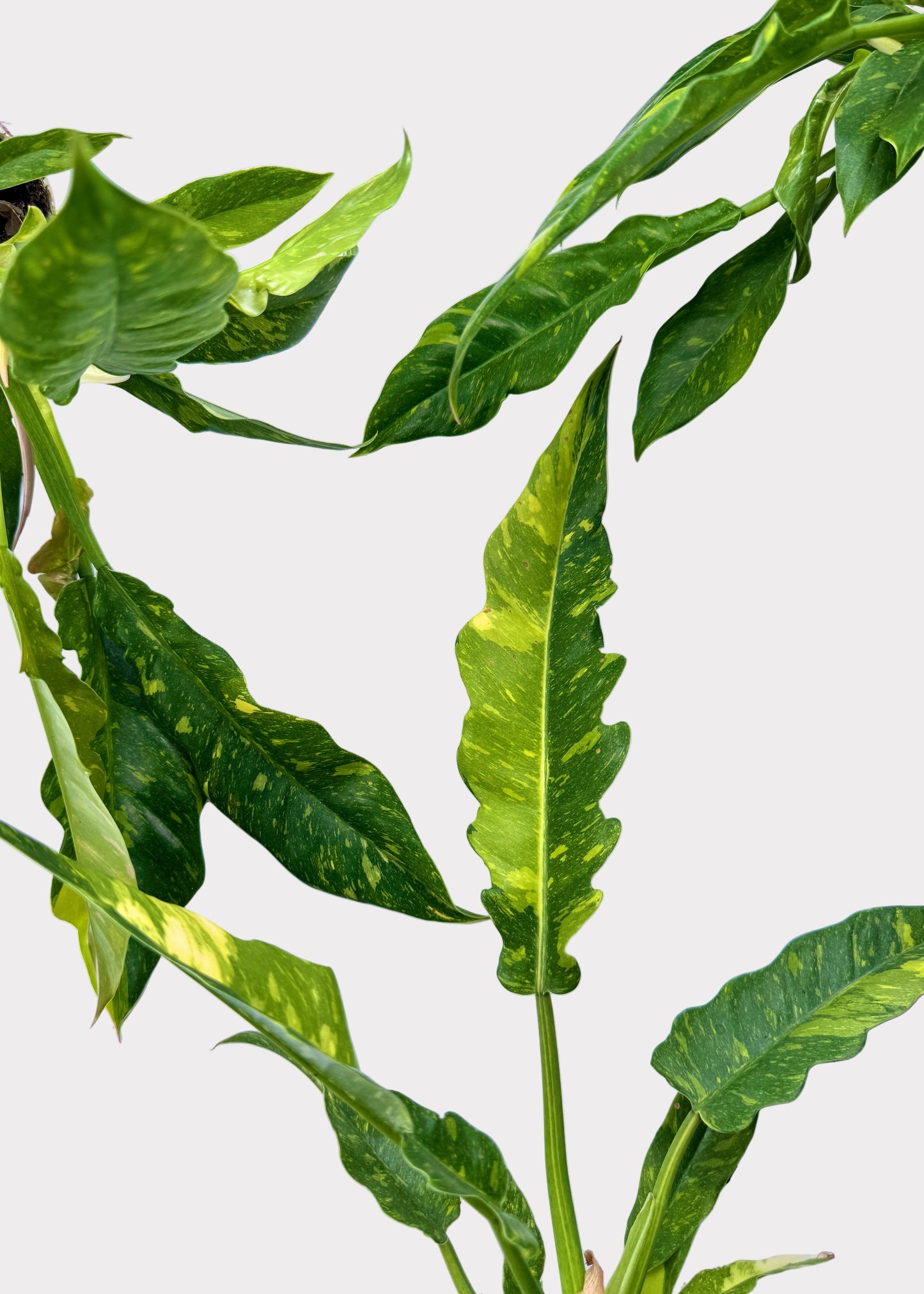 Philodendron - Ring of Fire Variegated