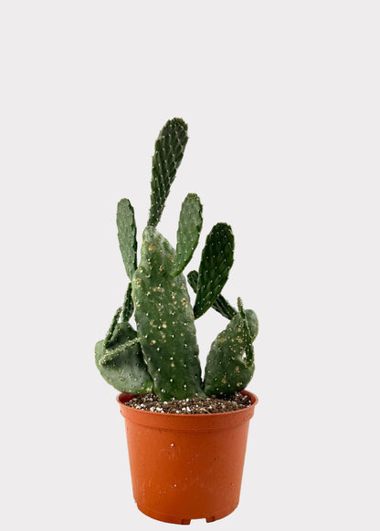 Opuntia Rubescens - Roadkill Cactus