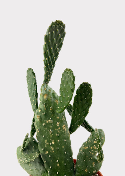 Opuntia Rubescens - Roadkill Cactus
