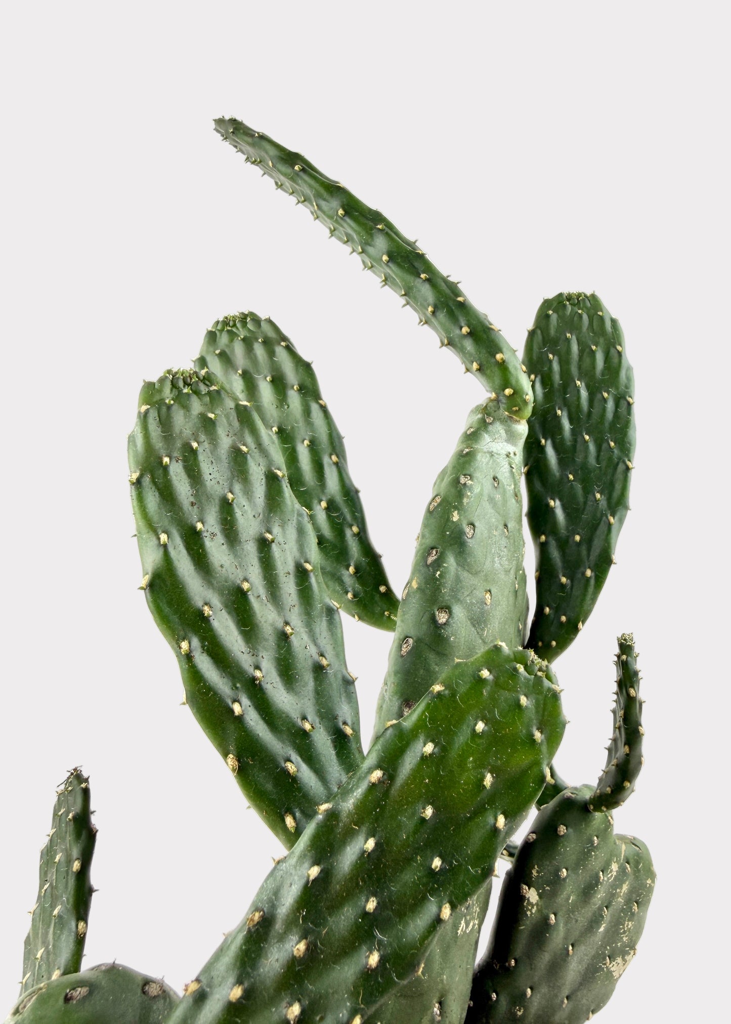 Opuntia Rubescens - Roadkill Cactus
