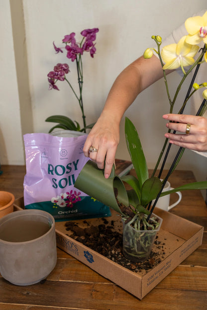 Person repotting a plant with gardening tools on a wooden table.