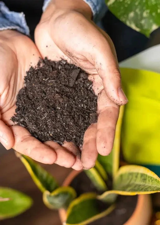 Person holding soil in their hands with a plant and bag in the background