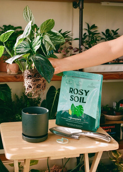 Rosy Soil Houseplant Potting Mix 4QT - Peat Free Indoor Plant Soil with Biochar & Mycorrhizae