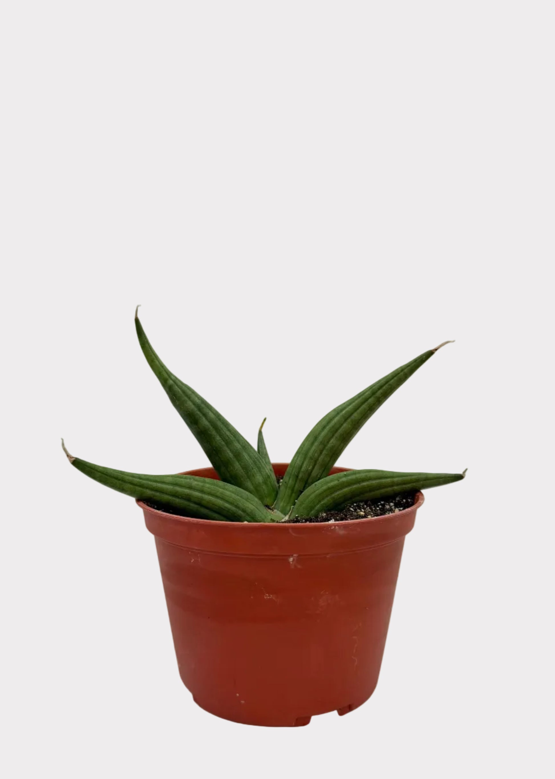 Potted plant on a marble surface with a light background