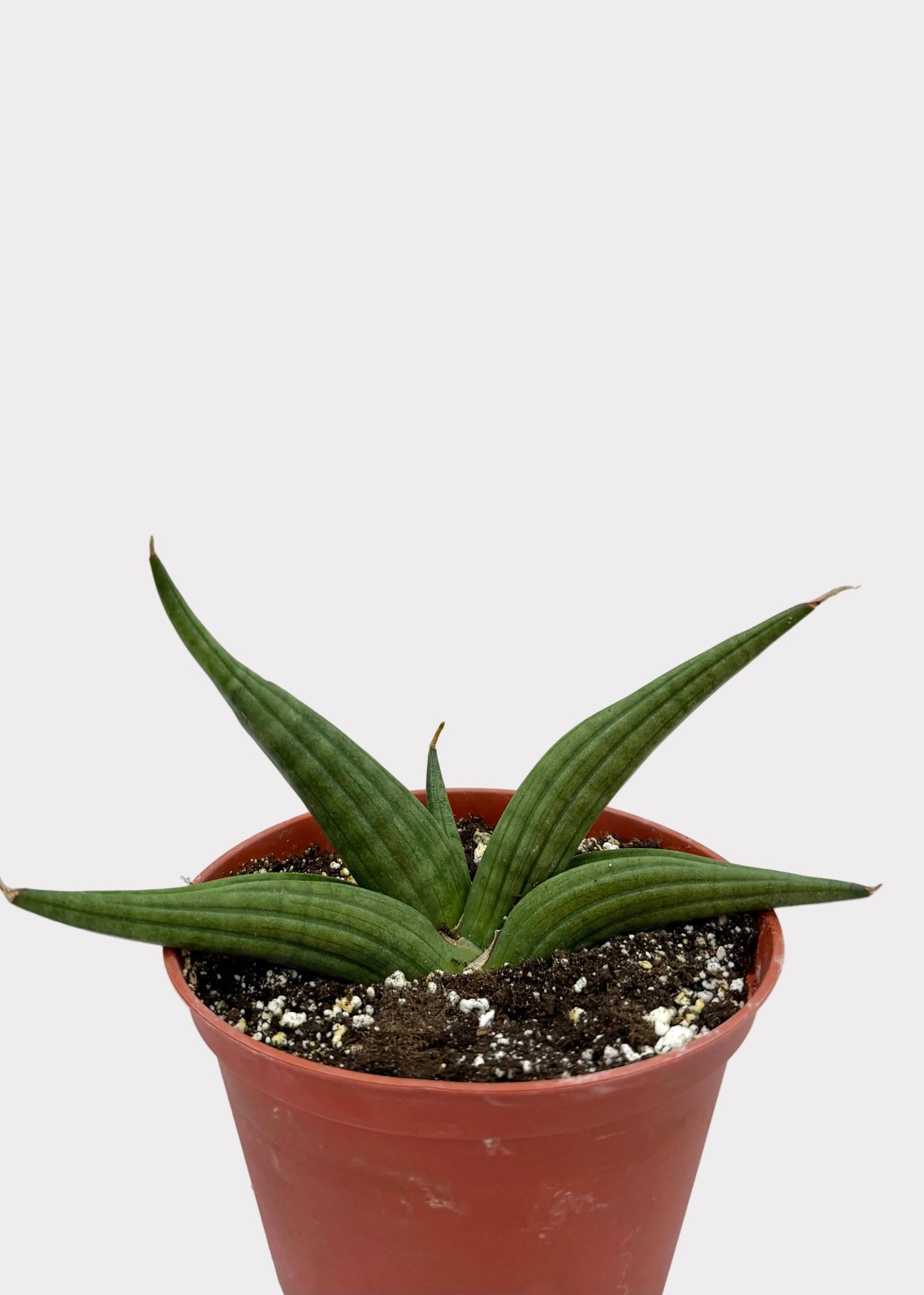 Potted plant with green leaves on a light gray surface
