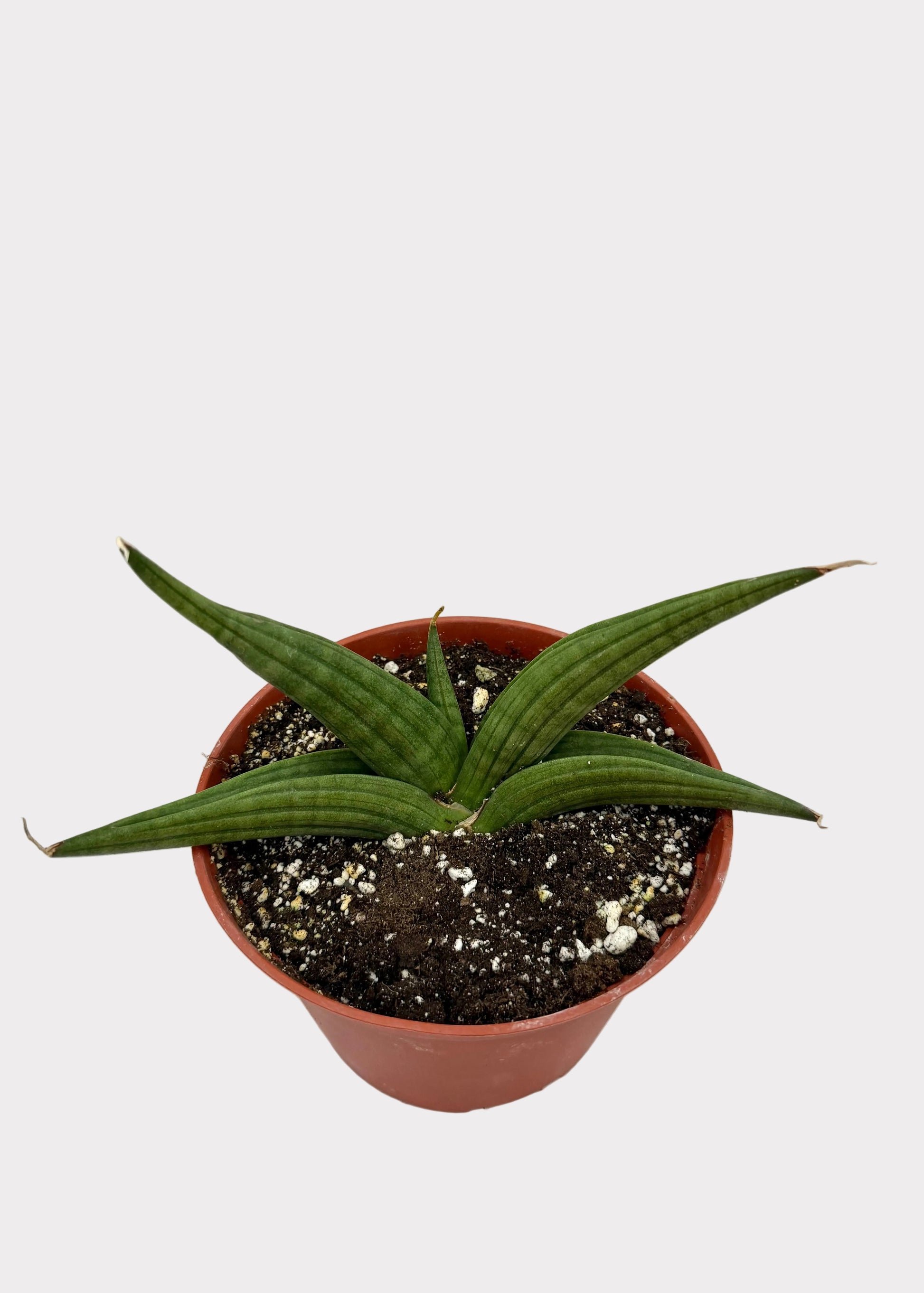 Potted plant with green leaves on a marble surface