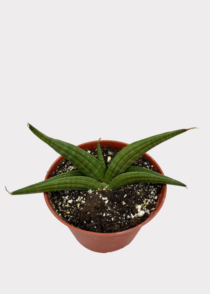 Potted plant with green leaves on a marble surface