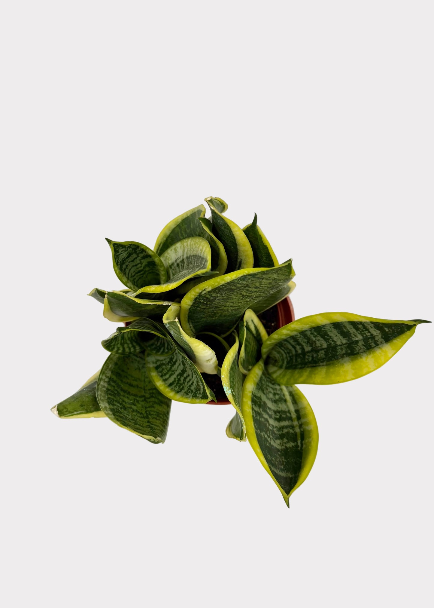 Green and yellow houseplant on a marble surface