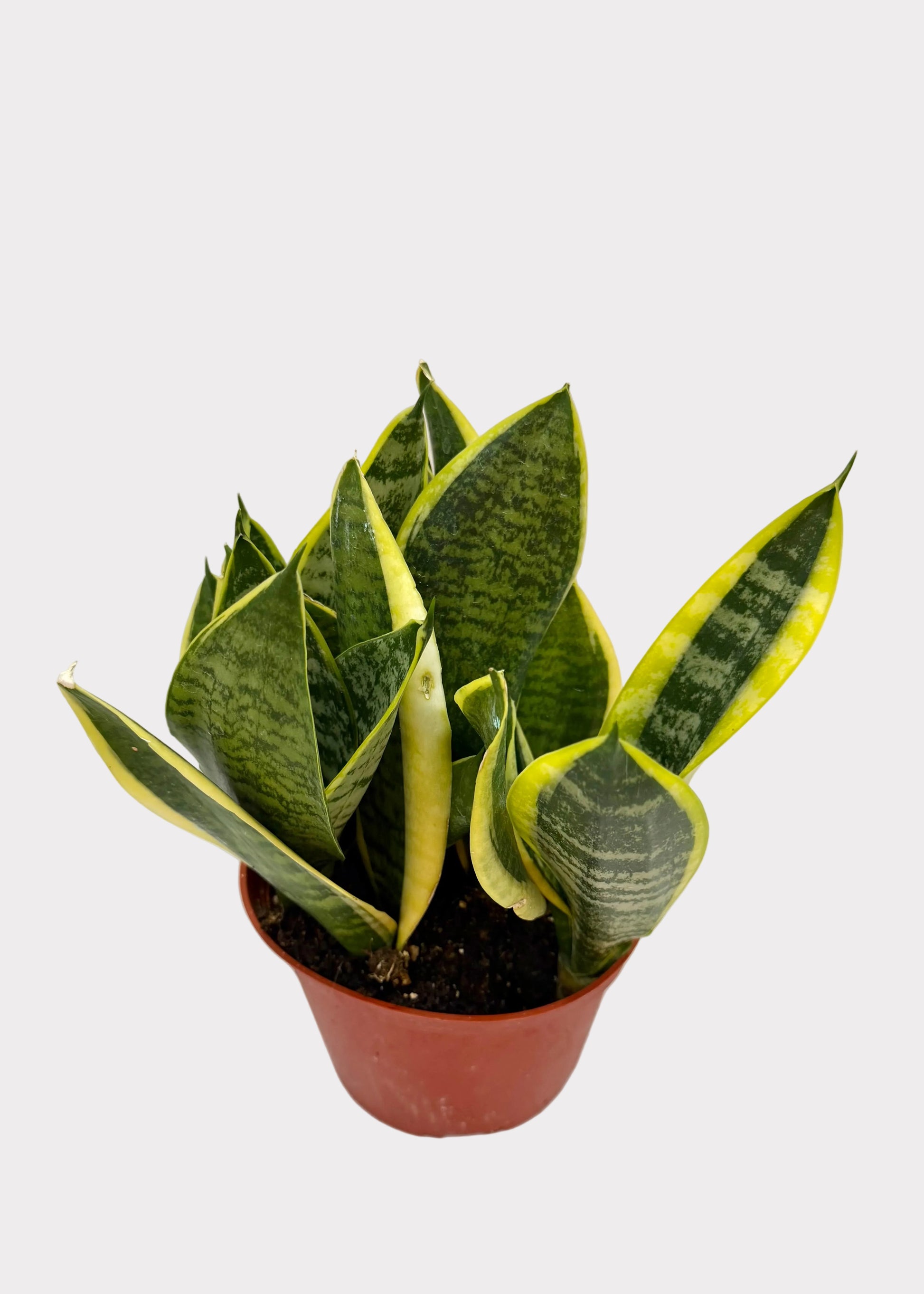 Potted snake plant on a marble surface with a light background