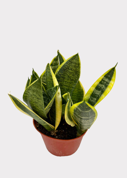 Potted snake plant on a marble surface with a light background