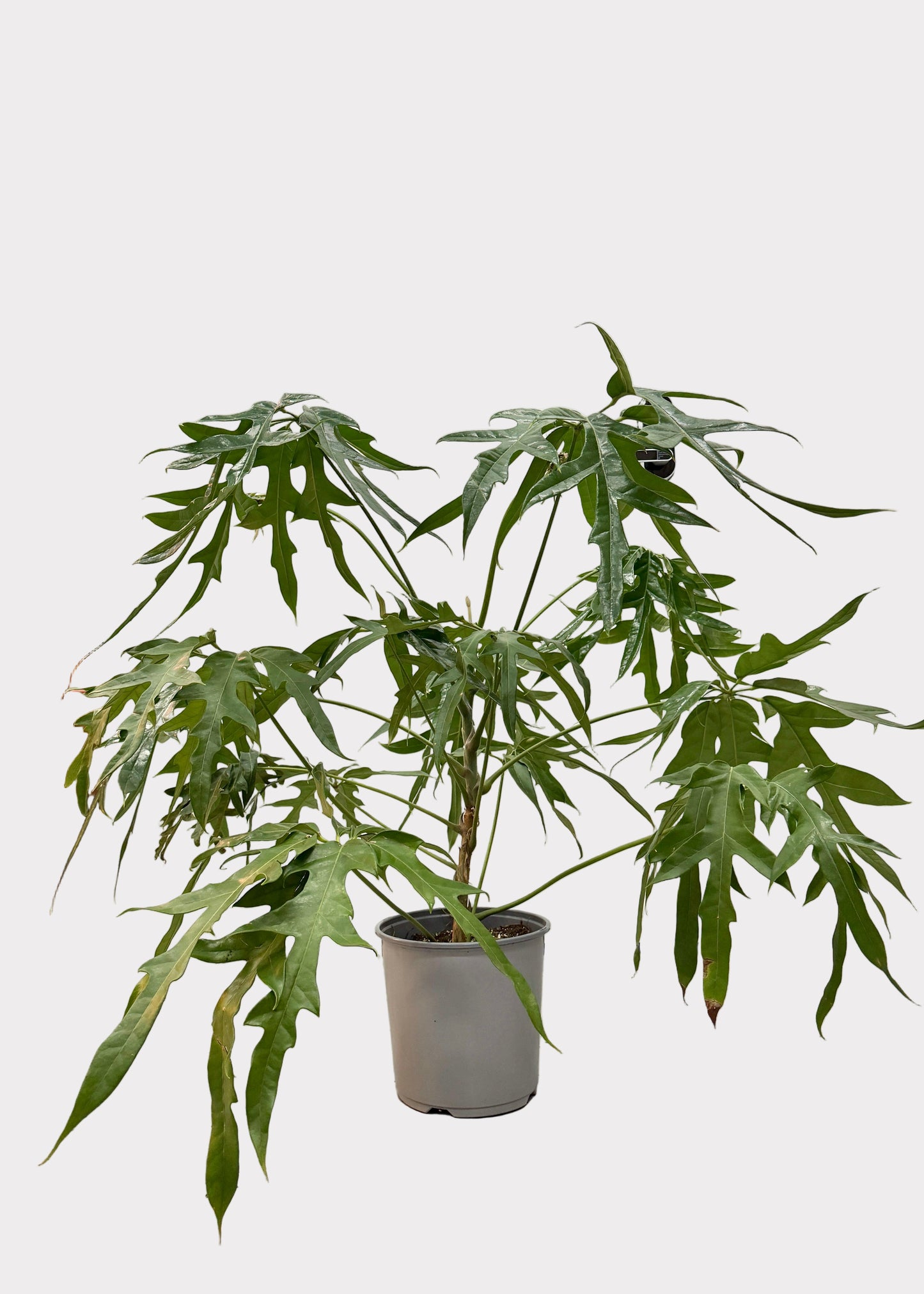 Schefflera – Mato