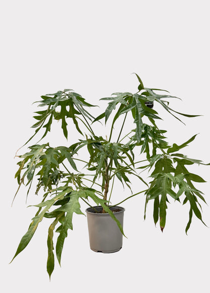 Schefflera – Mato