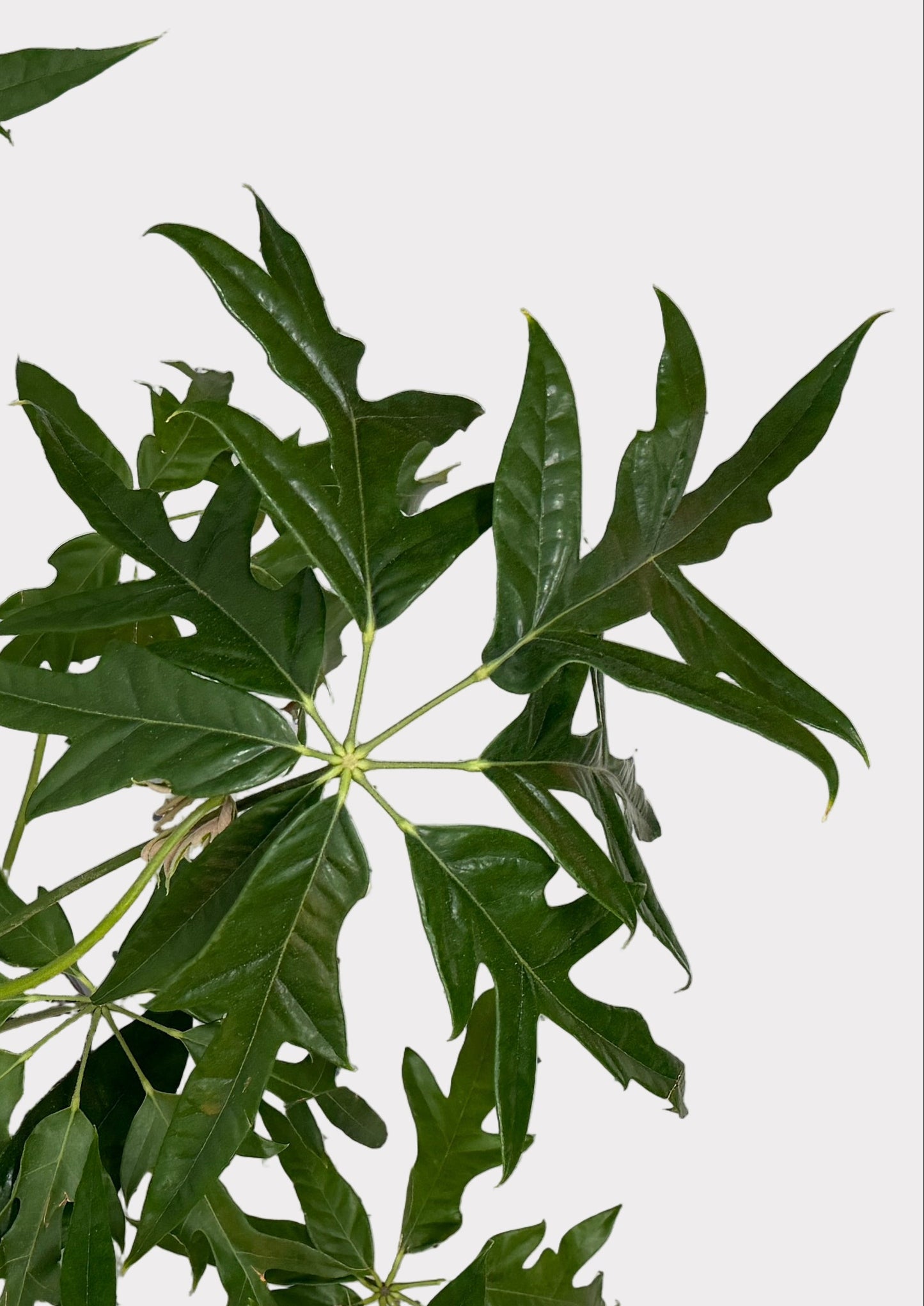 Schefflera – Mato