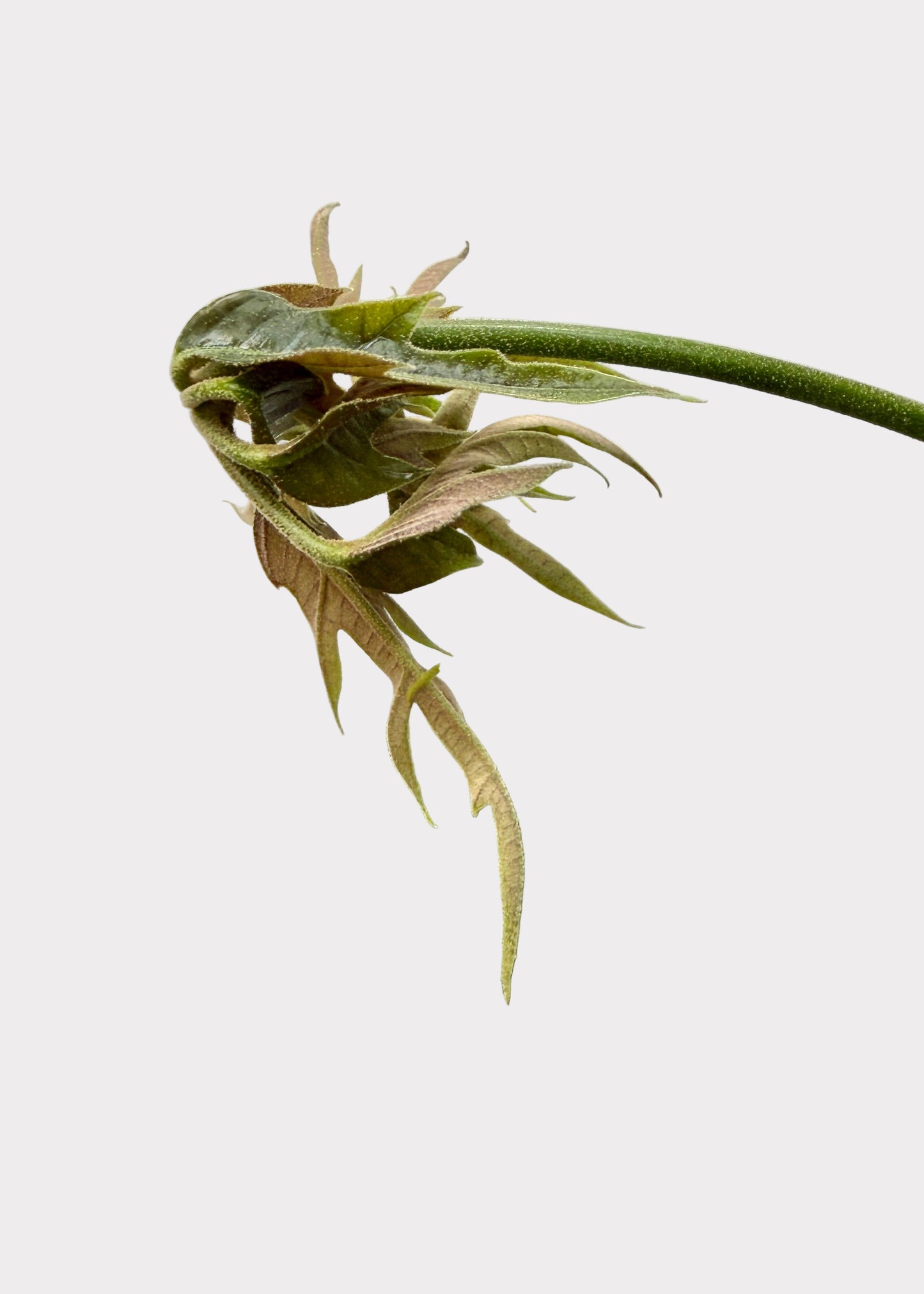 Schefflera – Mato