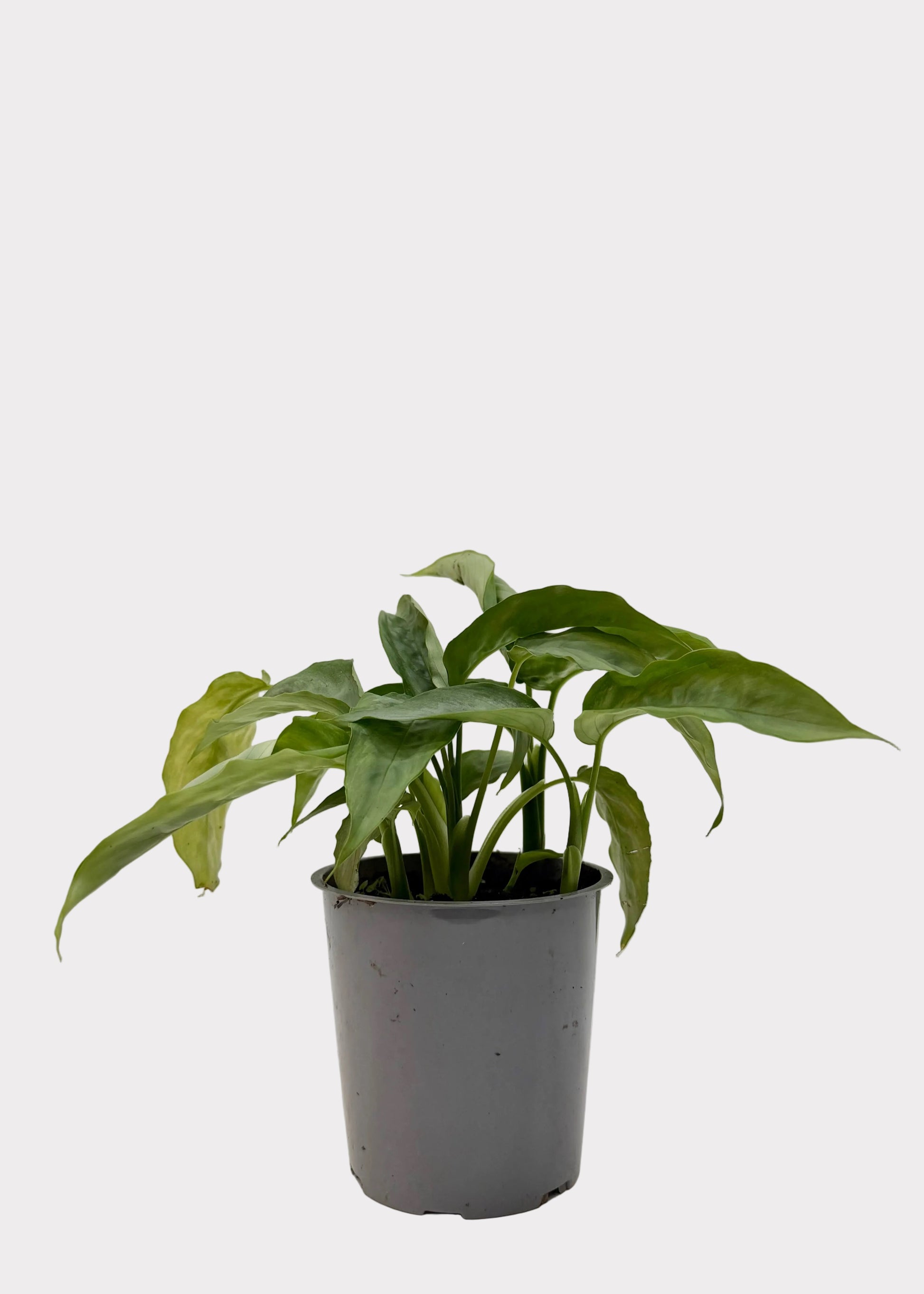 Potted plant on a white surface with a light gray background