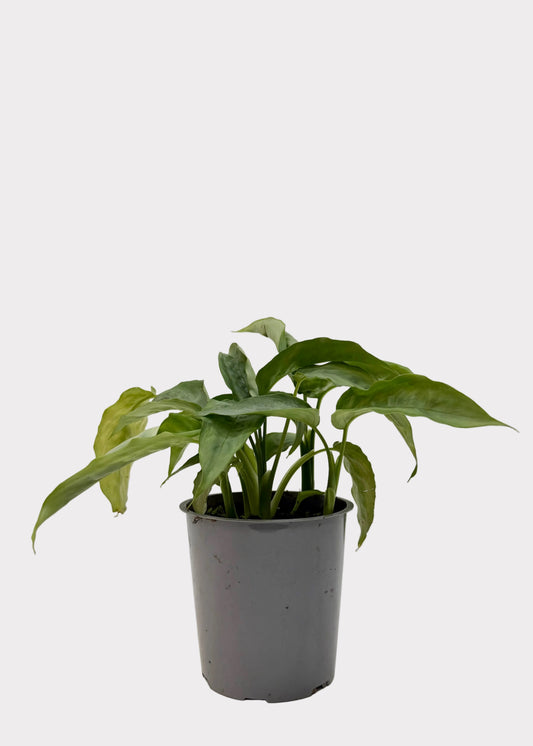 Potted plant on a white surface with a light gray background