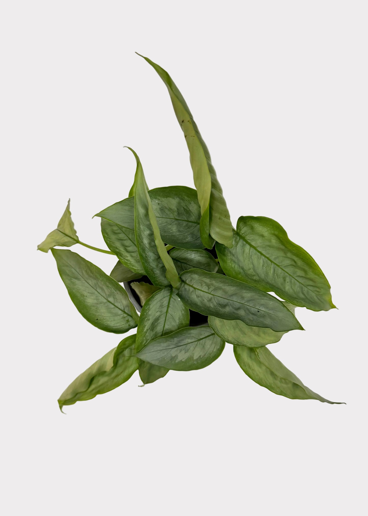 Schismatoglottis Silver Moon