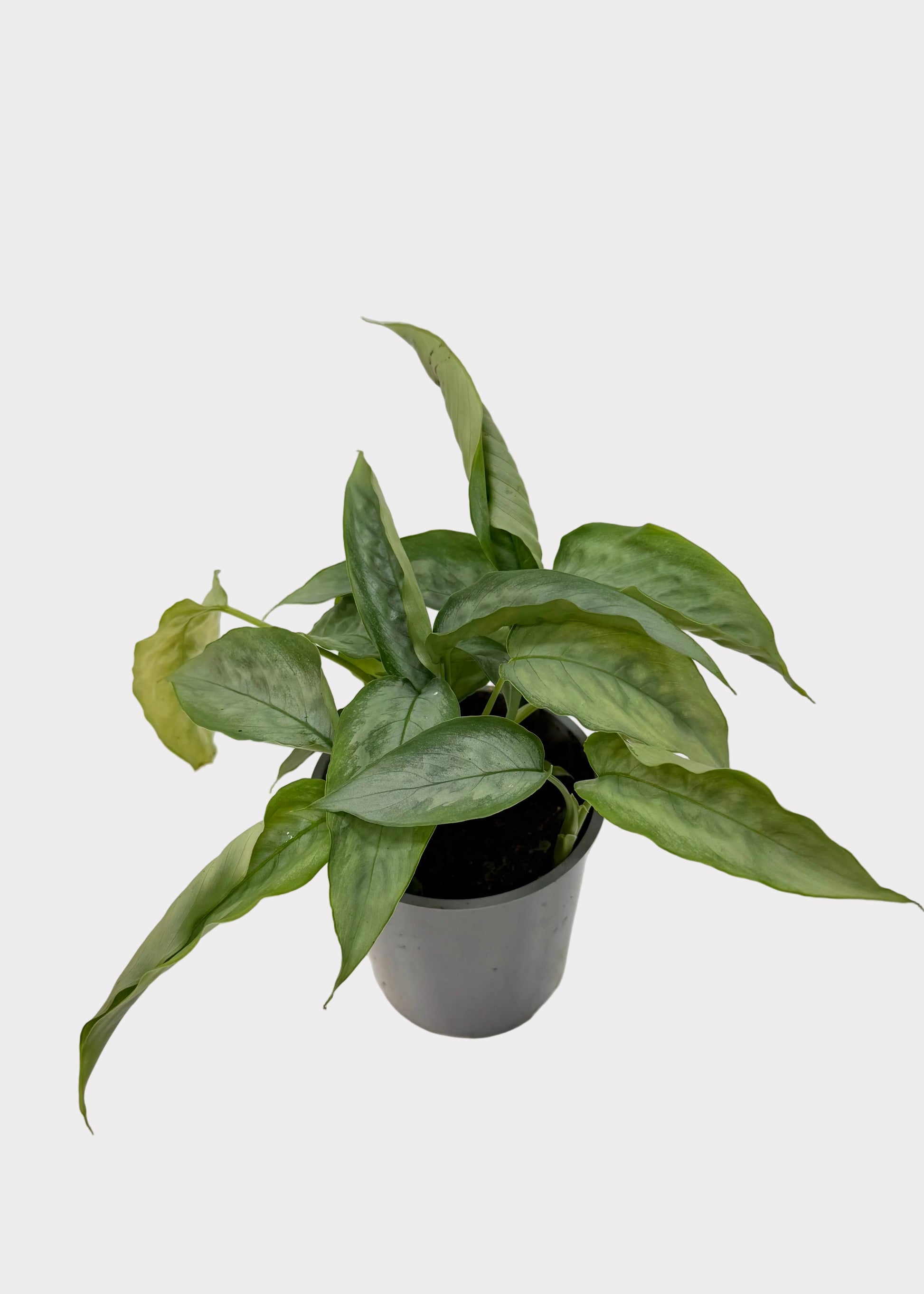 Potted plant on a white surface with a plain background