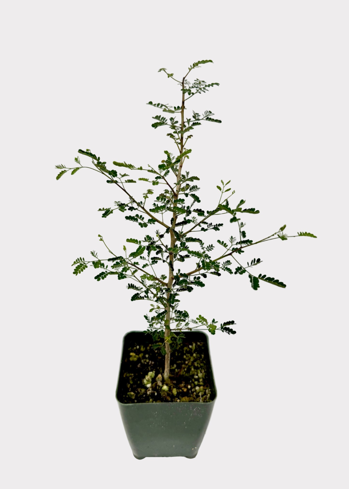Potted plant with green leaves on a white background