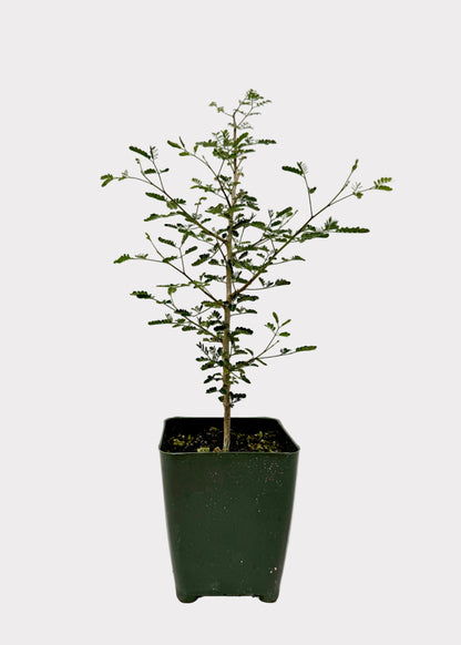 Potted plant with green leaves on a white background