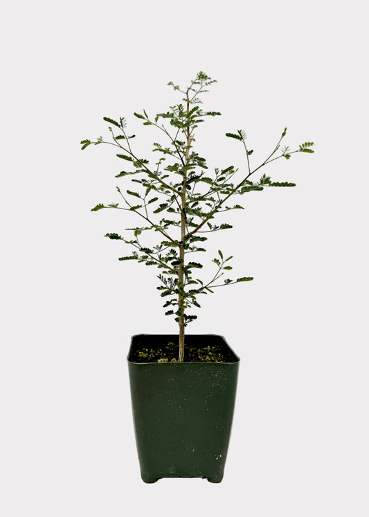 Potted plant with green leaves on a white background