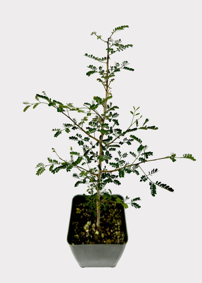 Potted plant with green leaves on a white background