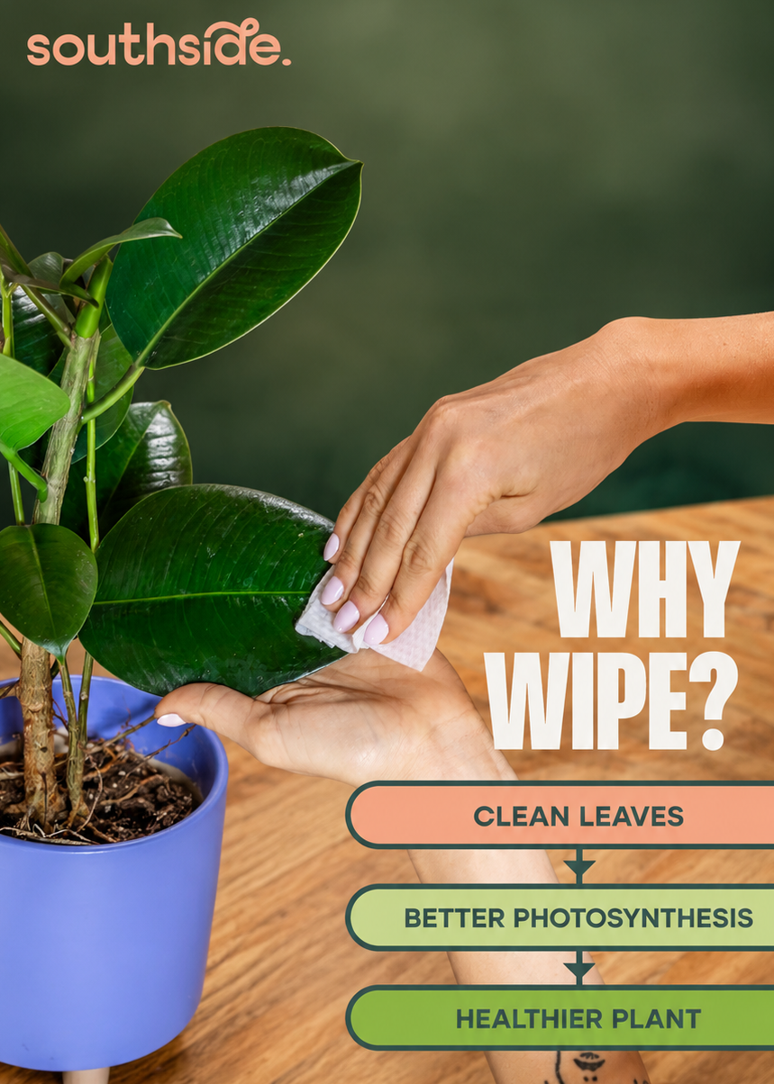 Person cleaning a plant with a Southside product, with text on the benefits of plant care.