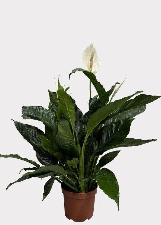 Spathiphyllum - Peace Lily