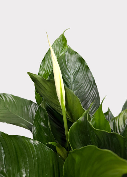 Spathiphyllum - Peace Lily