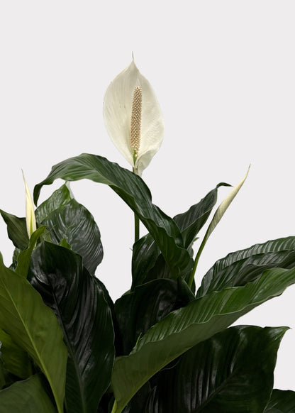 Spathiphyllum - Peace Lily
