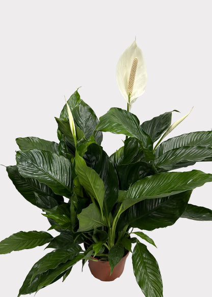 Spathiphyllum - Peace Lily