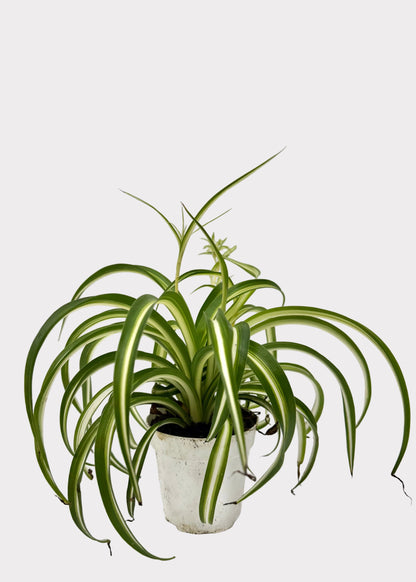 Chlorophytum Comosum - Bonnie