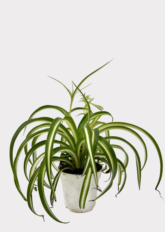 Chlorophytum Comosum - Bonnie
