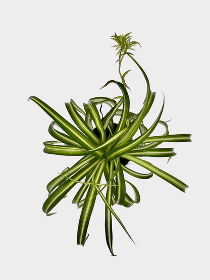 Chlorophytum Comosum - Bonnie
